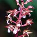 Spotted Coralroot - Photo (c) David Hofmann, some rights reserved (CC BY-NC-ND)