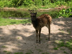 Visayan Spotted Deer photo 5