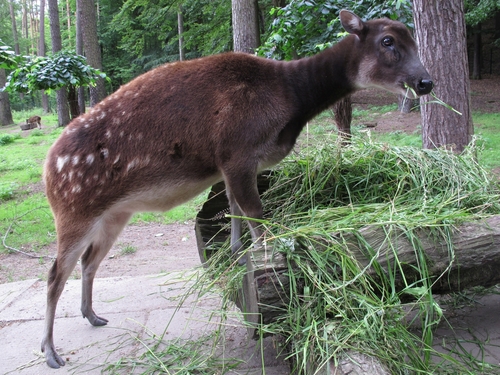 Visayan Spotted Deer