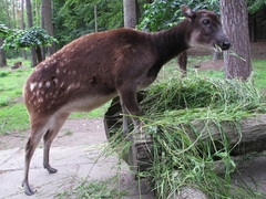 Visayan Spotted Deer photo 4
