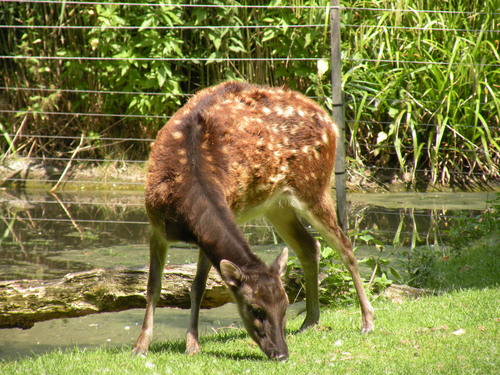 Visayan Spotted Deer
