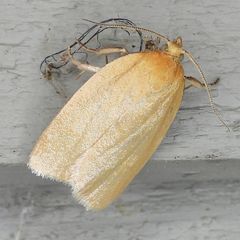 Clepsis clemensiana