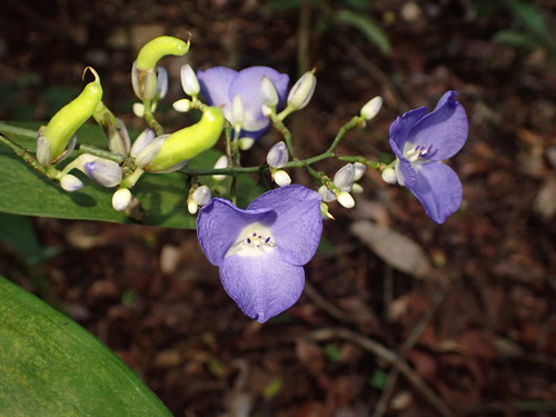 Weeping blue ginger (Dichorisandra penduliflora)