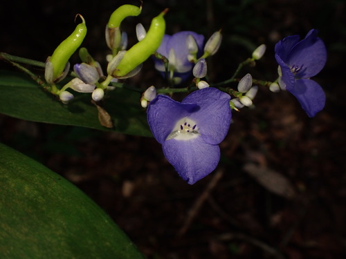Image of Dichorisandra penduliflora by (c) agujaceratops, some rights reserved (CC BY)