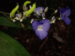 Dichorisandra penduliflora, photograph agujaceratops, CC BY, iNaturalist via GBIF