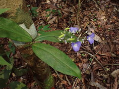 Dichorisandra penduliflora, photograph agujaceratops, CC BY, iNaturalist via GBIF