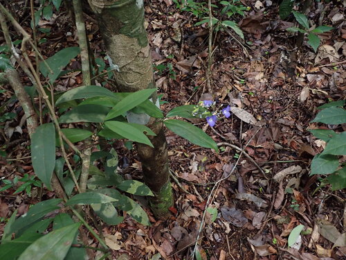 Dichorisandra penduliflora, photograph 3