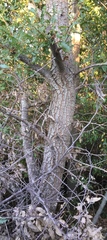 Quercus trojana