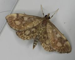 Herpetogramma thestealis