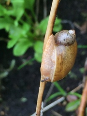 Novisuccinea ovalis