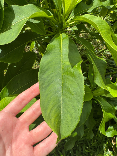 Clermontia kakeana observed 2025-03-14
