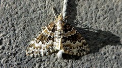 Electrophaes corylata