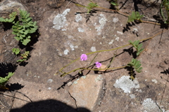 Tephrosia semiglabra