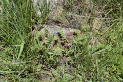 Tephrosia semiglabra