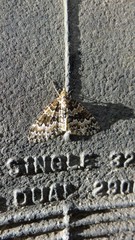 Electrophaes corylata