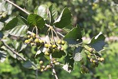 Karpatiosorbus croceocarpa
