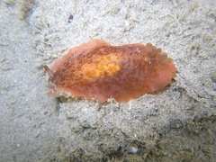 Dendrodoris fumata