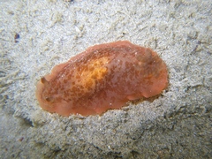 Dendrodoris fumata