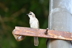 Pycnonotus goiavier