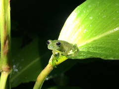 Sachatamia albomaculata