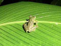 Sachatamia albomaculata