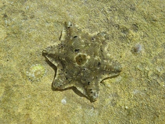 Meridiastra occidens
