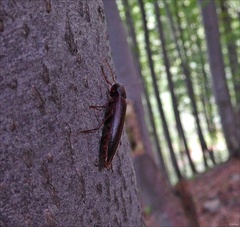 Serropalpus barbatus