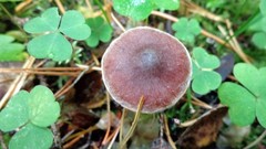 Cortinarius depressus