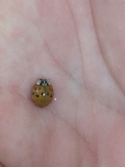 Harmonia axyridis