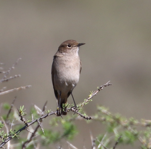 Sickle-winged Chat (Emarginata sinuata), photo 5