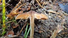 Cortinarius depressus