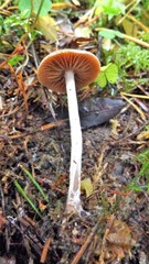 Cortinarius depressus