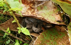 Crotalus morulus