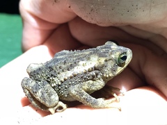 Incilius coniferus