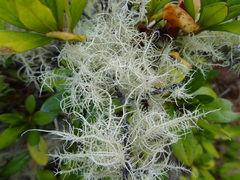 Usnea barbata