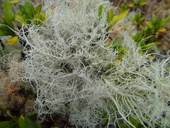 Usnea barbata