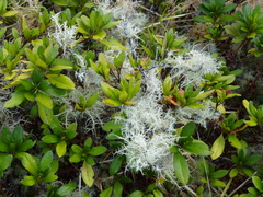 Usnea barbata