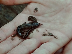 Desmognathus fuscus image