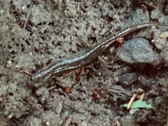 Desmognathus fuscus image