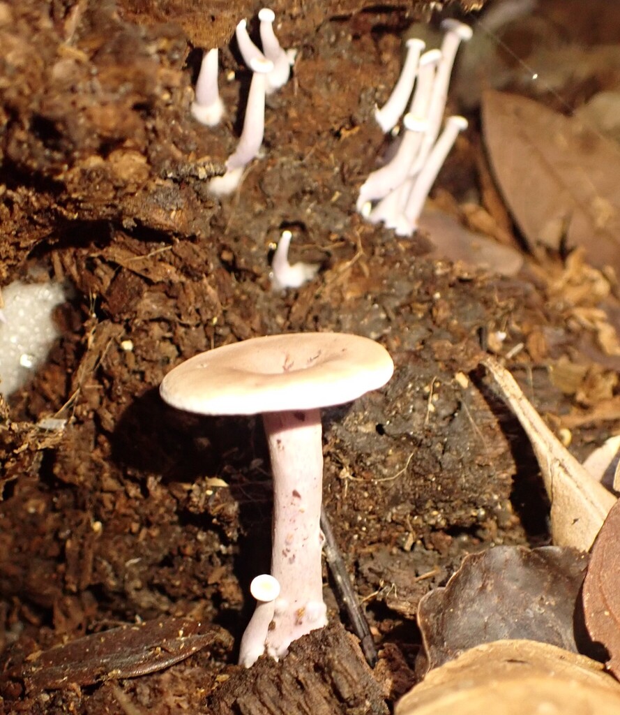 Trogia cantharelloides · April 2025 · photo: © agujaceratops (iNaturalist, cc0)