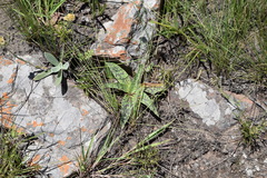 Ledebouria revoluta