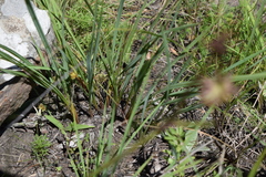 Hypoxis longifolia
