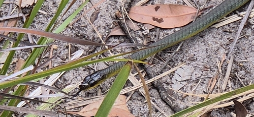 Common Tree Snake sighting