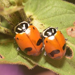 Hippodamia glacialis