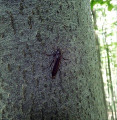 Serropalpus barbatus