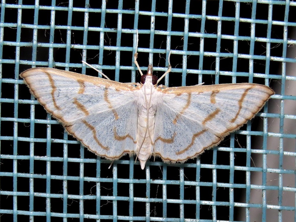 Antigastra morysalis