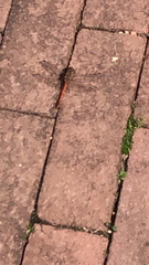 Sympetrum striolatum