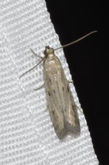 Phycitodes inquinatella