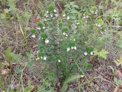 Euphrasia pectinata