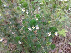 Euphrasia pectinata